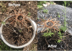 Copper for Plant Growth