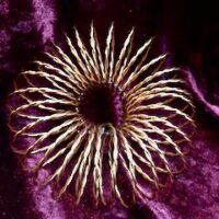 Copper Vortex Torus Coil – Sacred Geometry Scalar Energy Tool